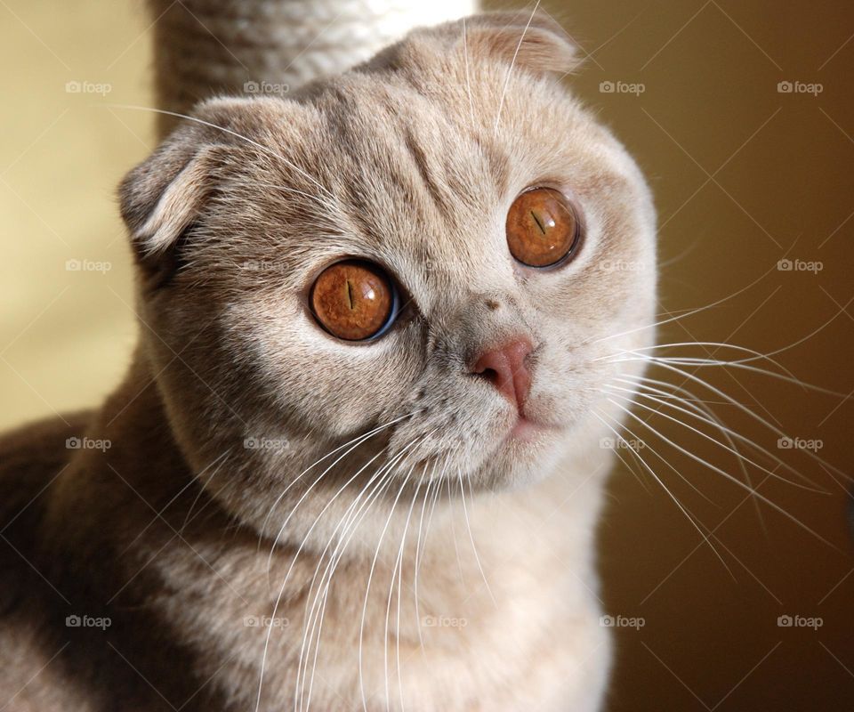 Scottish fold cat with beautiful eyes 