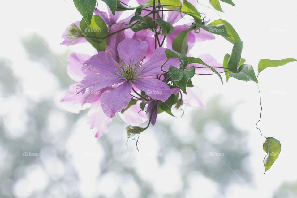 A single purple flower