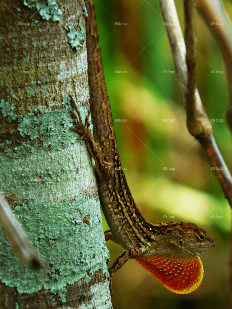 Lizard on a tree during mating season. Notice the ruby red swollen throat! 