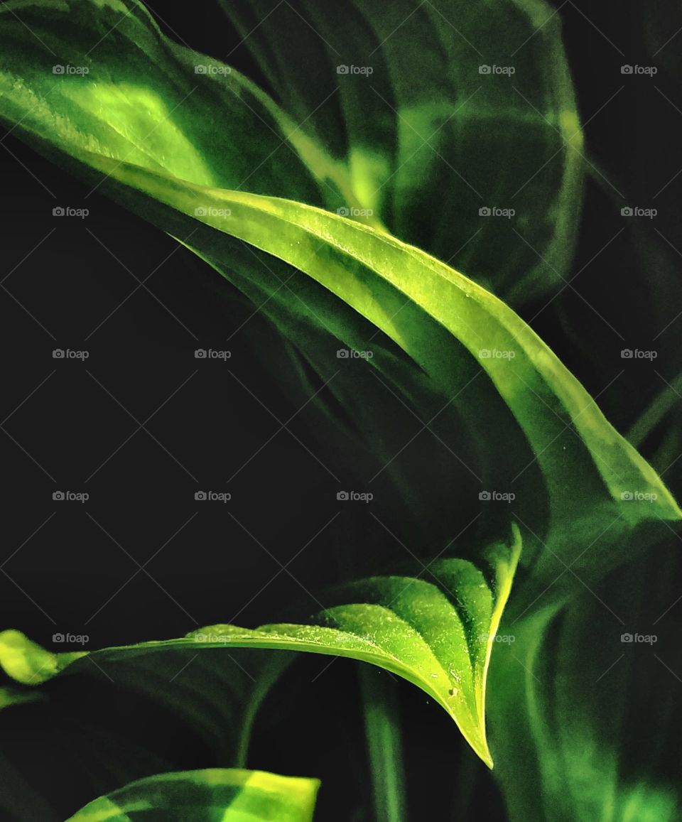 close-up of hosta plant, lit up at night, abstract