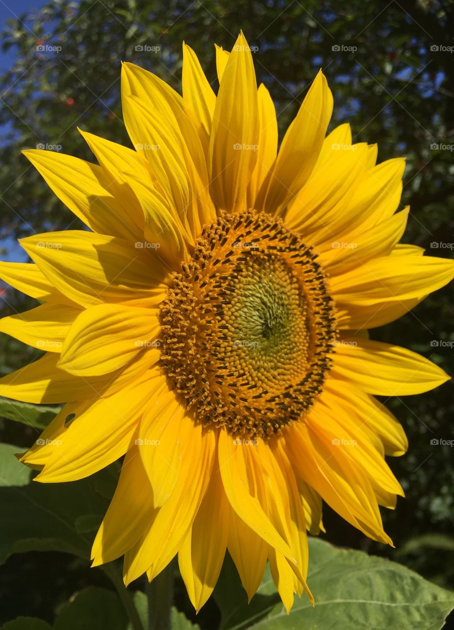 Sunflower