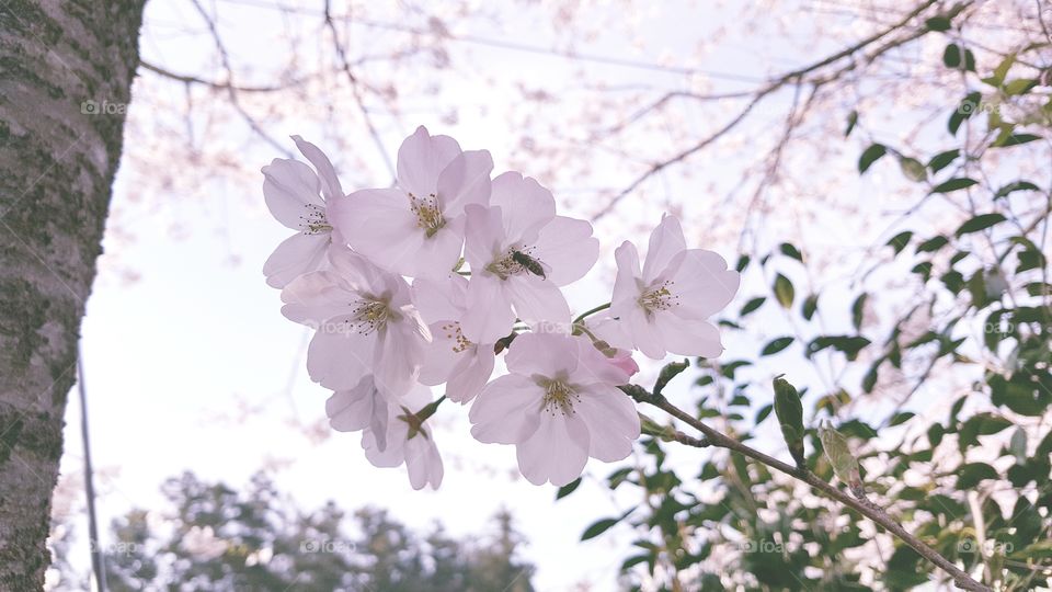Close up on Cherry Blossoms in Jeju Island.