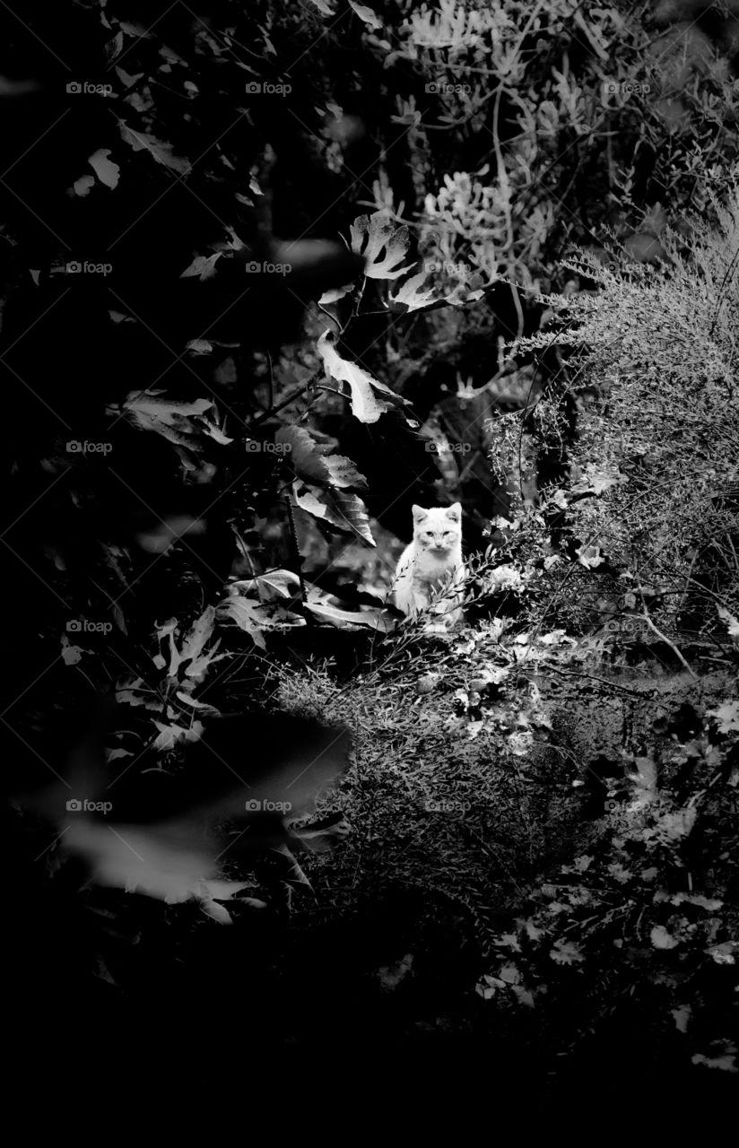 white cat deep in foliage black and white