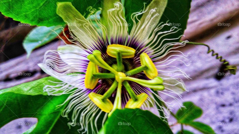Passion flower in bloom in the garden