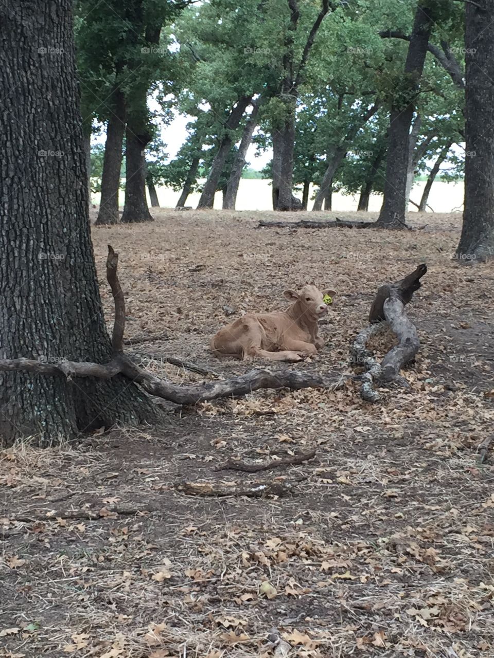 Resting Calf