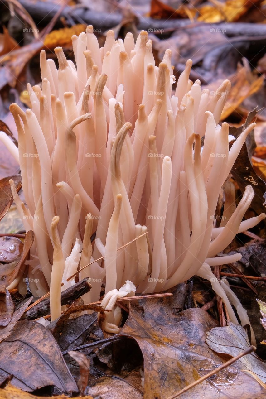 Closeup of a cluster of Smoky Spindles fungi growing in the forest at Crowder Park in Apex of Wake County in North Carolina. This is an inedible species of coral fungus. 