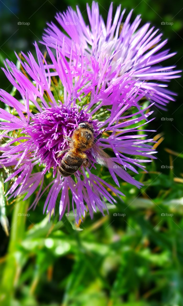 Bee on thistle flower