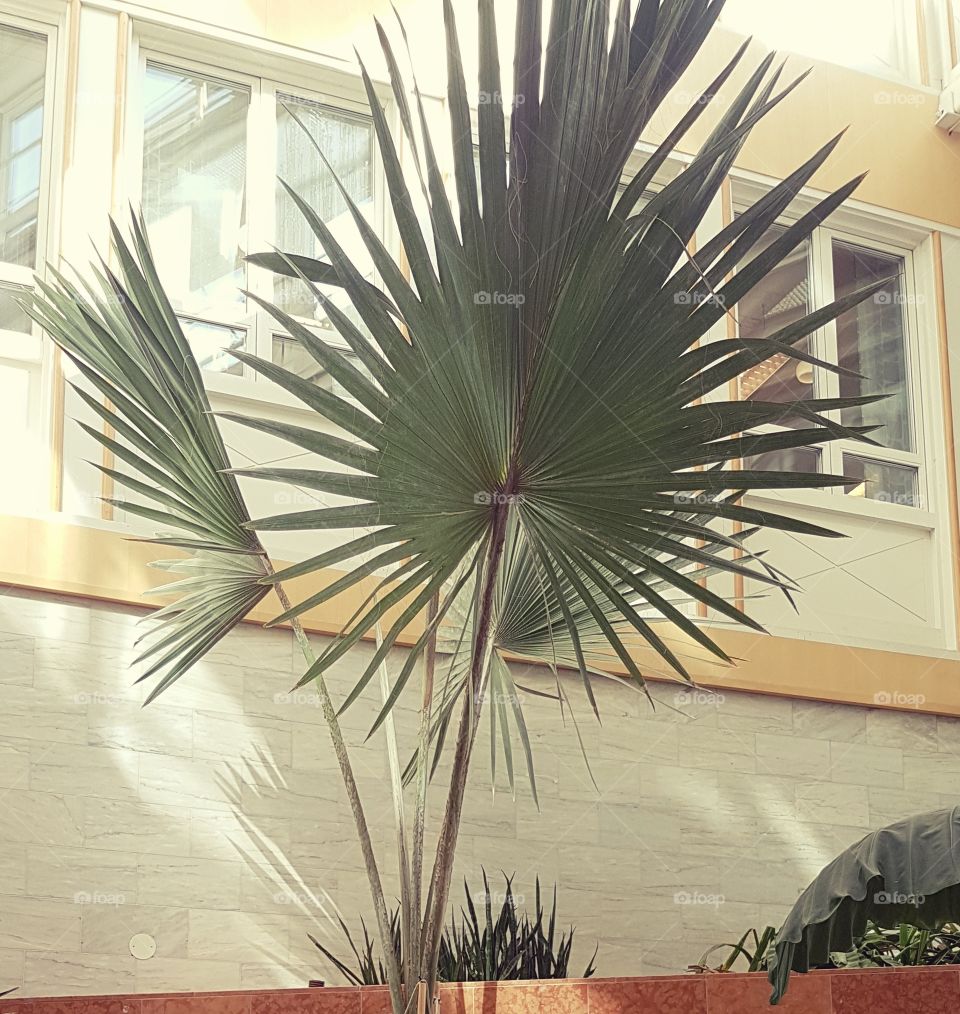 palmer i olika storlekar & arter