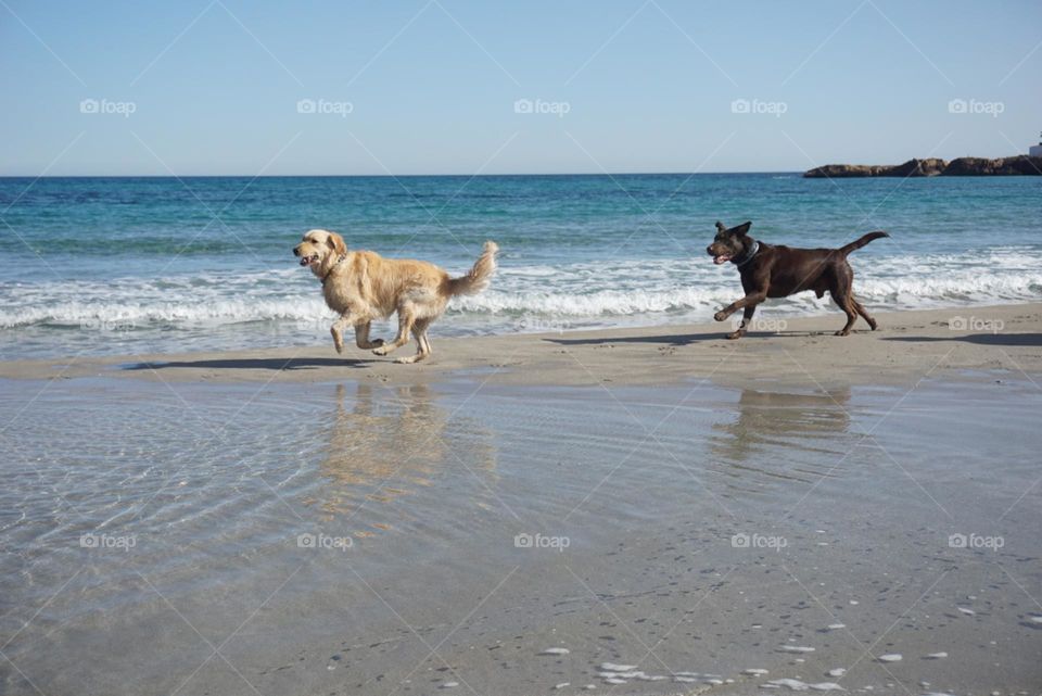 Labradors#pets#dogs#run#beach#sea