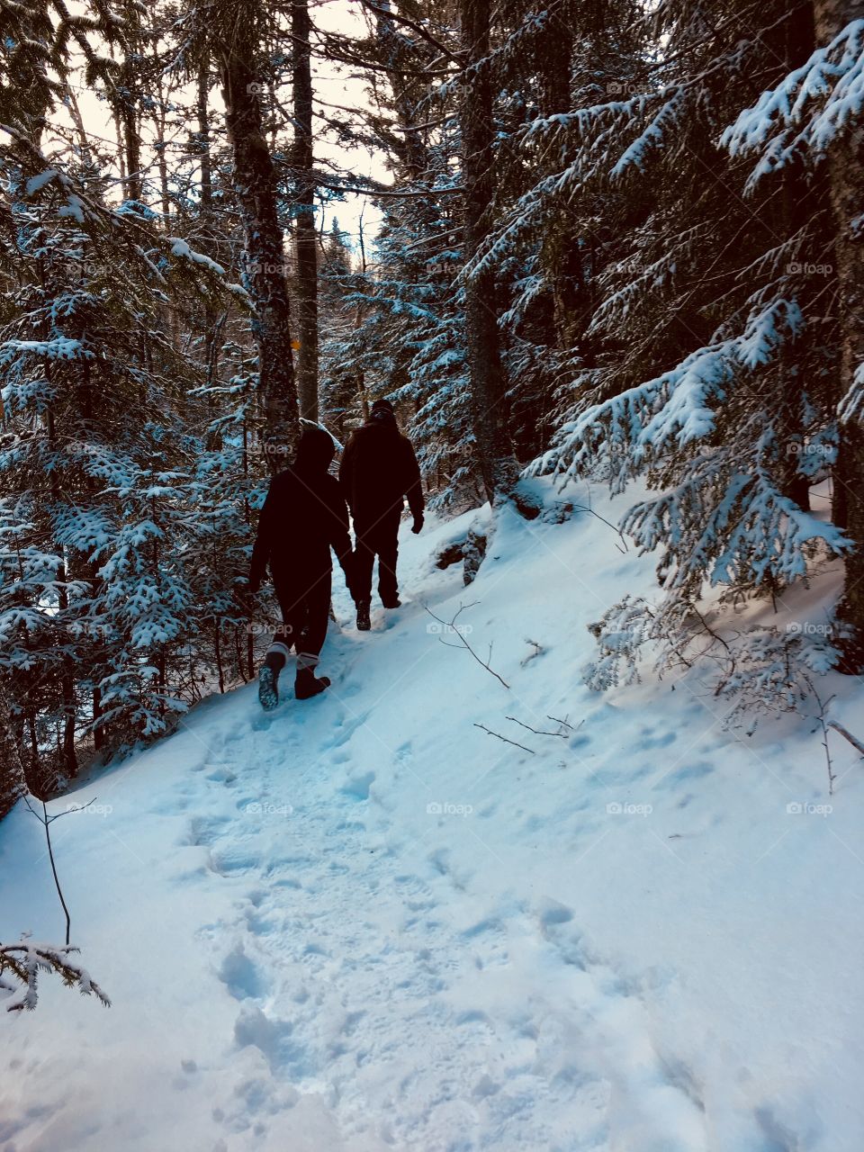 Snowy forest hike in the serene, peaceful, Canadian wildness. Sugar-moon Maple Syrup Farm. 