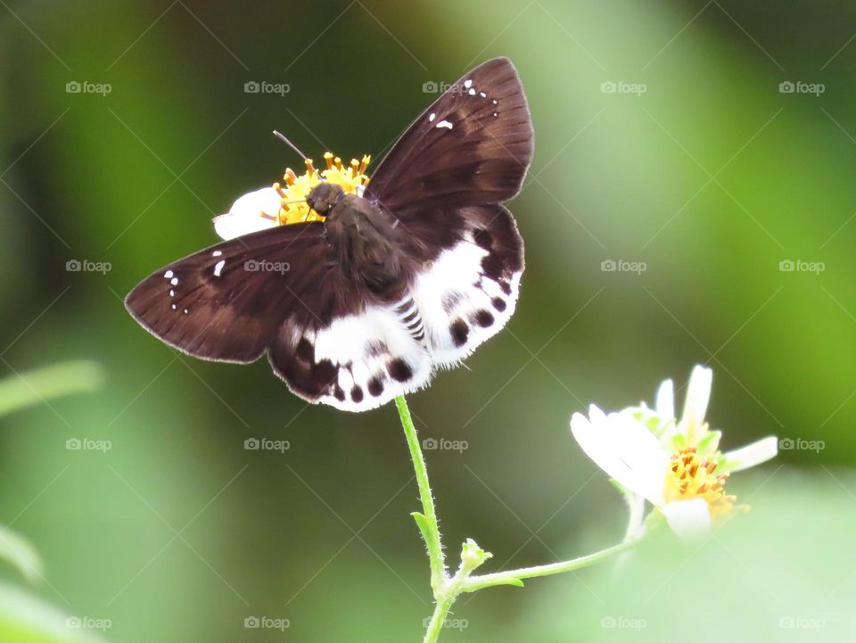 Beautiful and cute butterfly