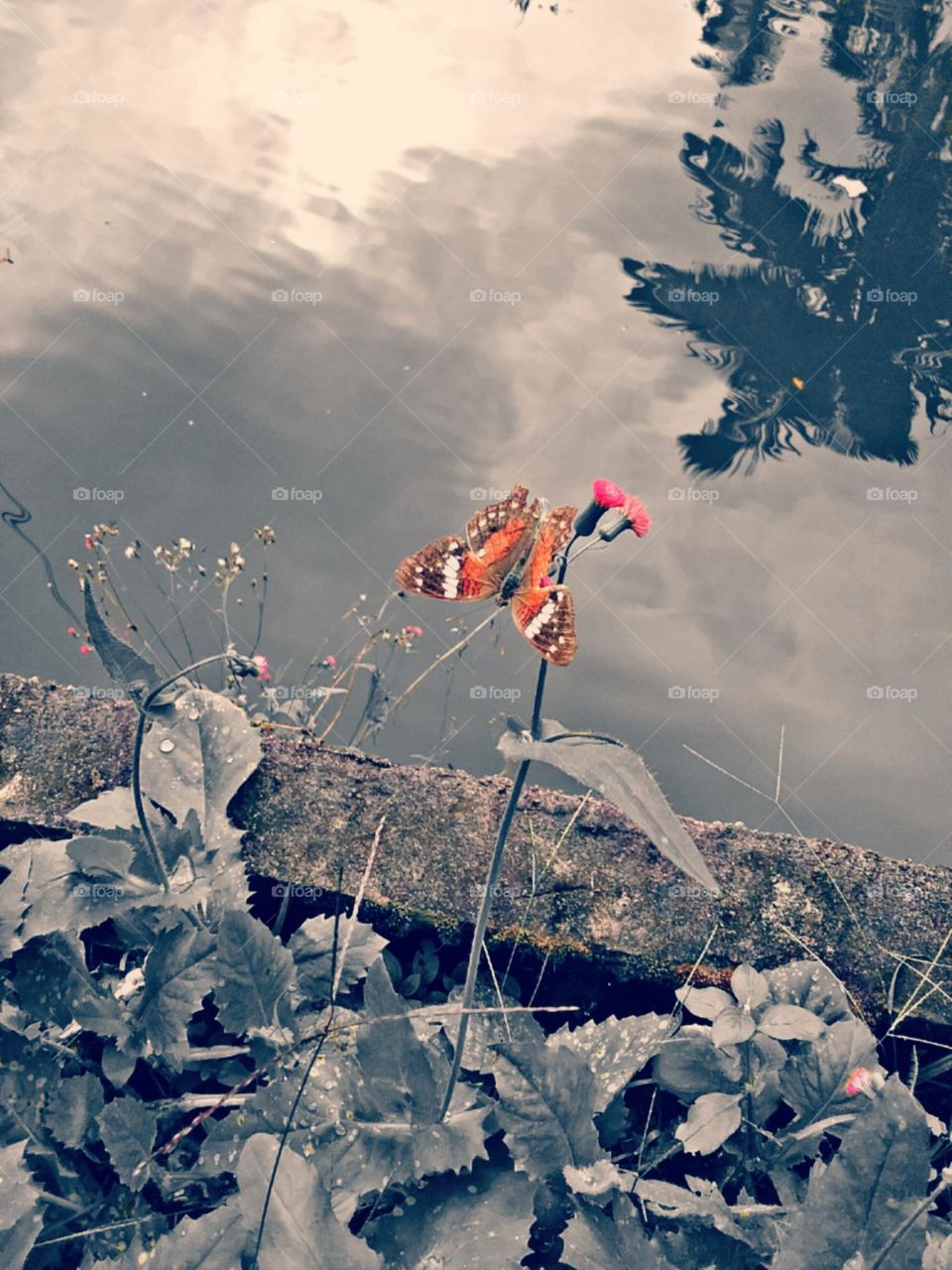 Borboleta á beira do lago.