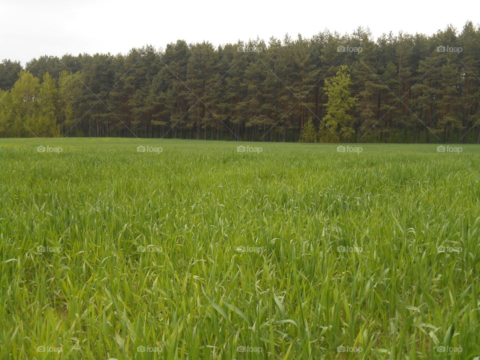 Field, Rural, Agriculture, Landscape, Cereal