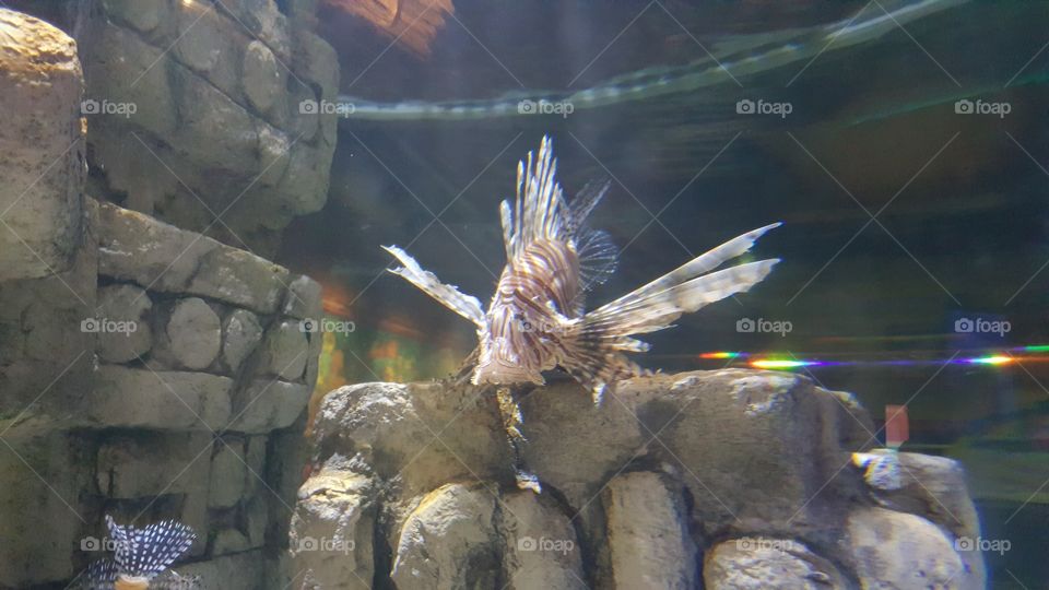 A fish just taking a load off.