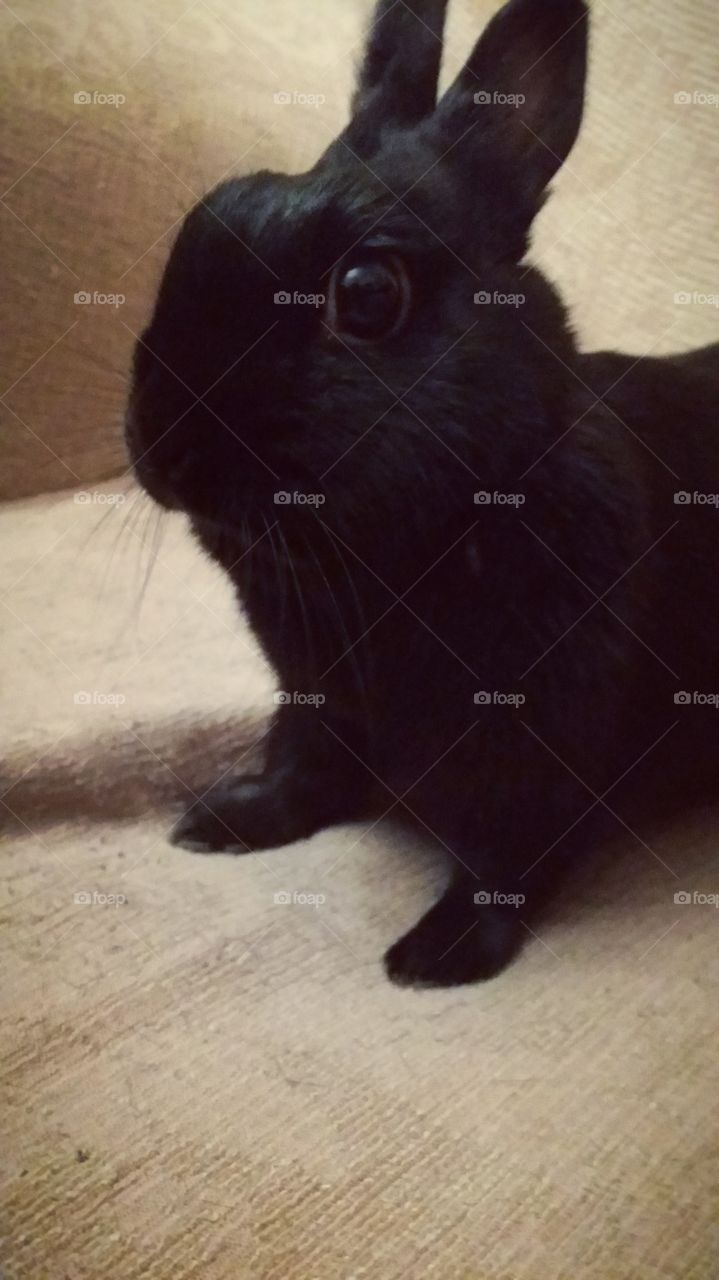 Jack, the rabbit queen