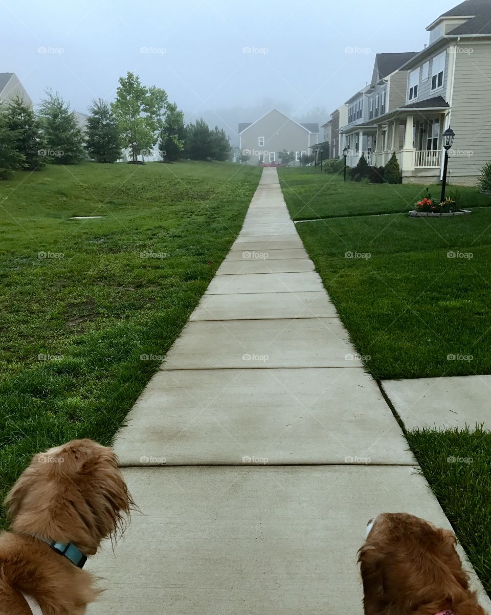 Dogs on a Walk