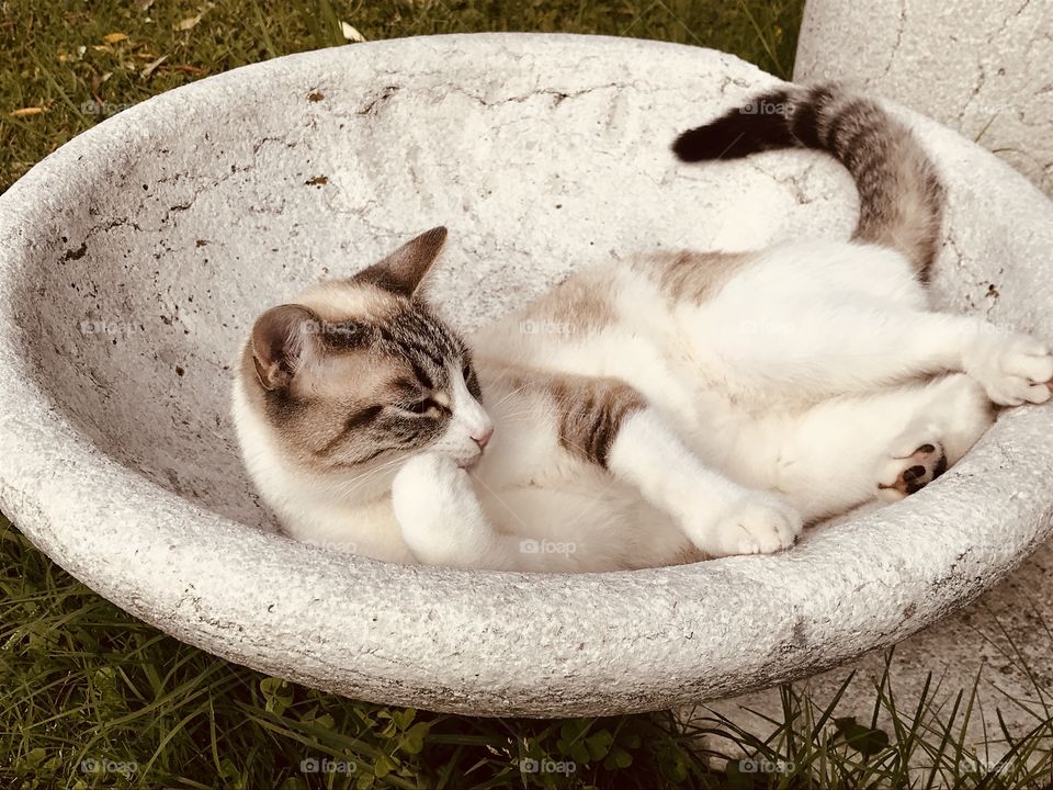 Cute cat Neve relaxing in the garden 