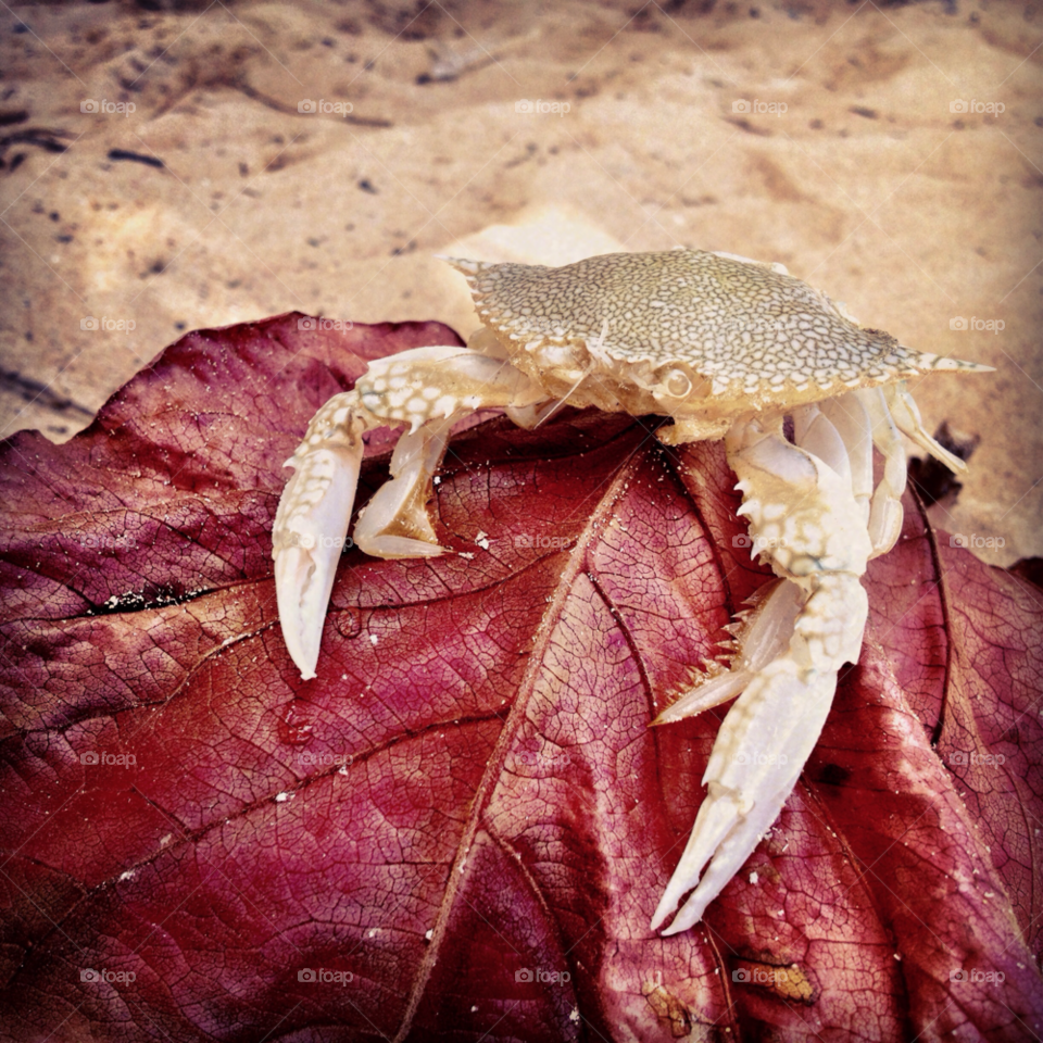 Crab on red leaf