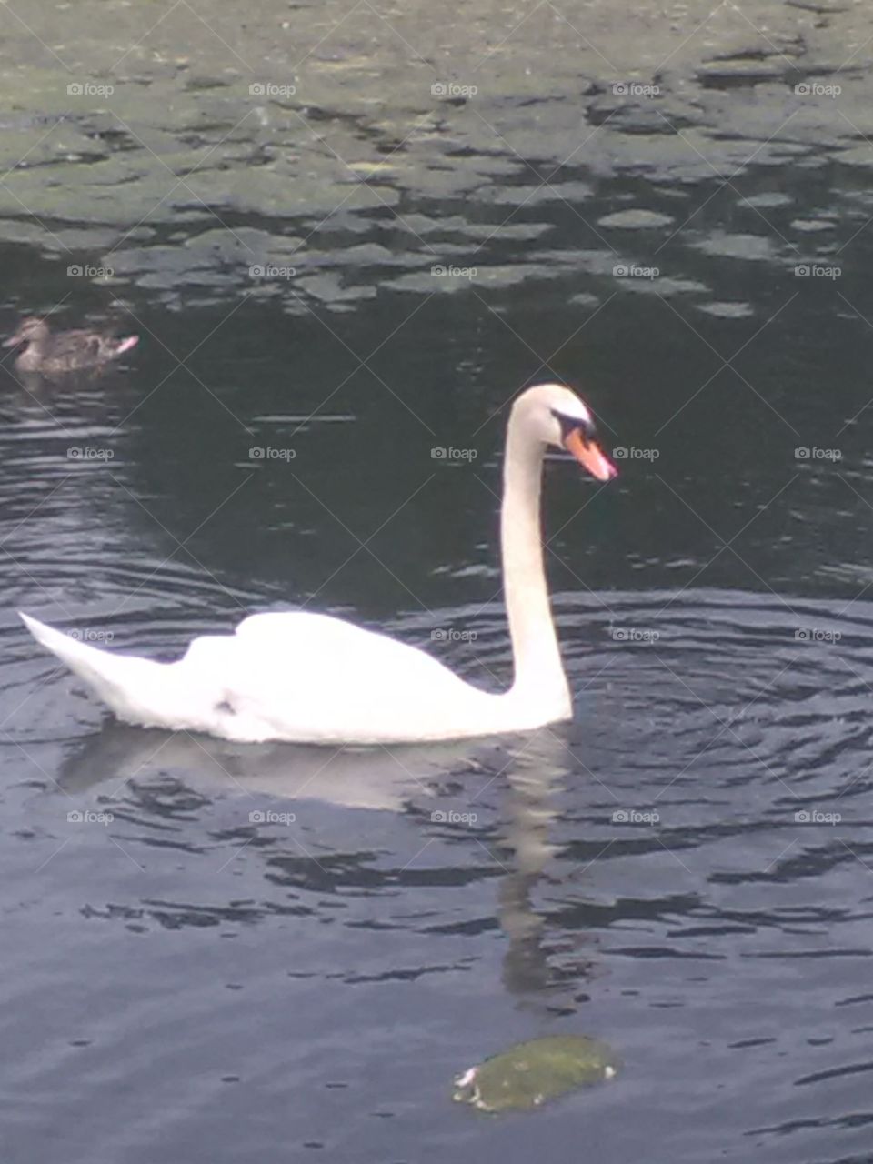 Bird, Water, Swan, Lake, Nature