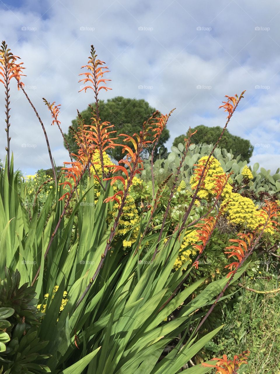 Spring flowers in South