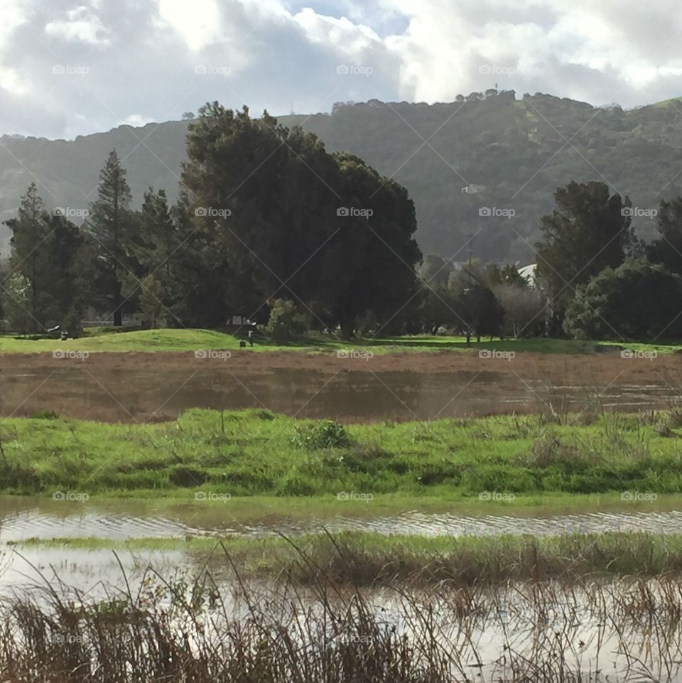 flooded park