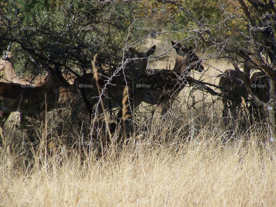 Antelope under trees