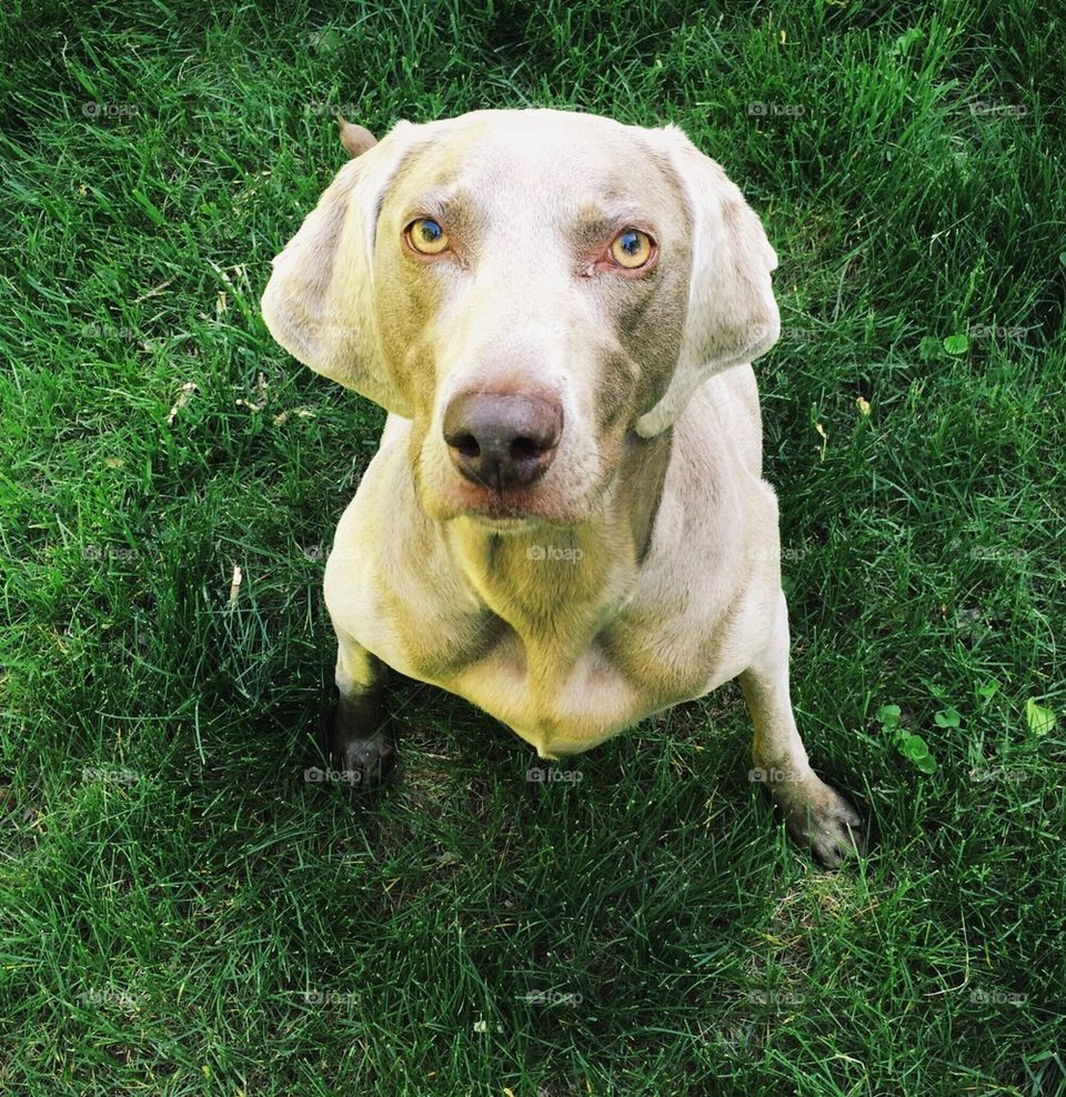 Weimaraner stare