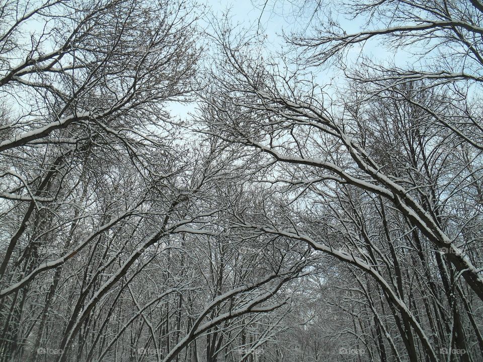 Tree, Wood, Winter, Branch, No Person