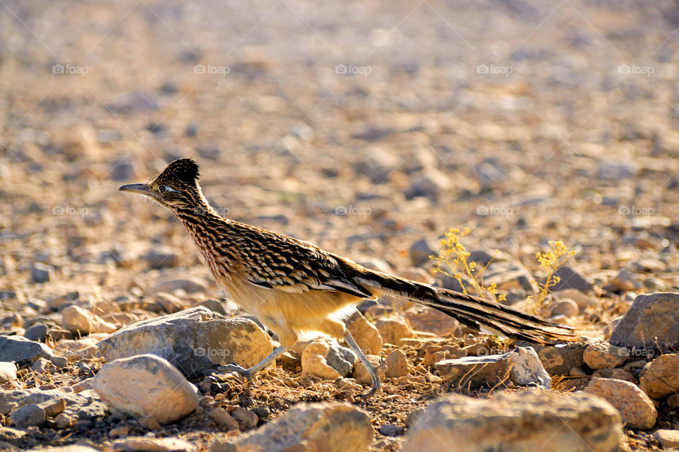 Roadrunner 