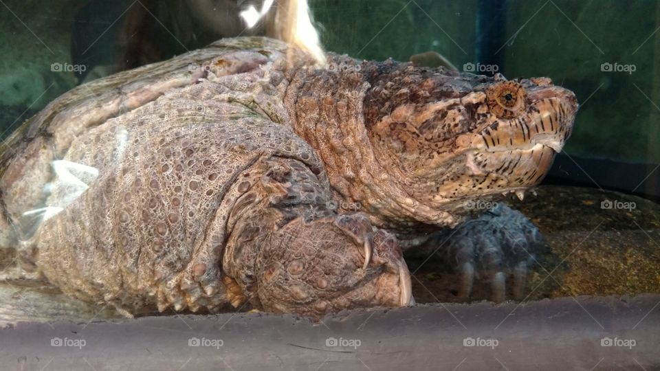 American Snapping Turtle