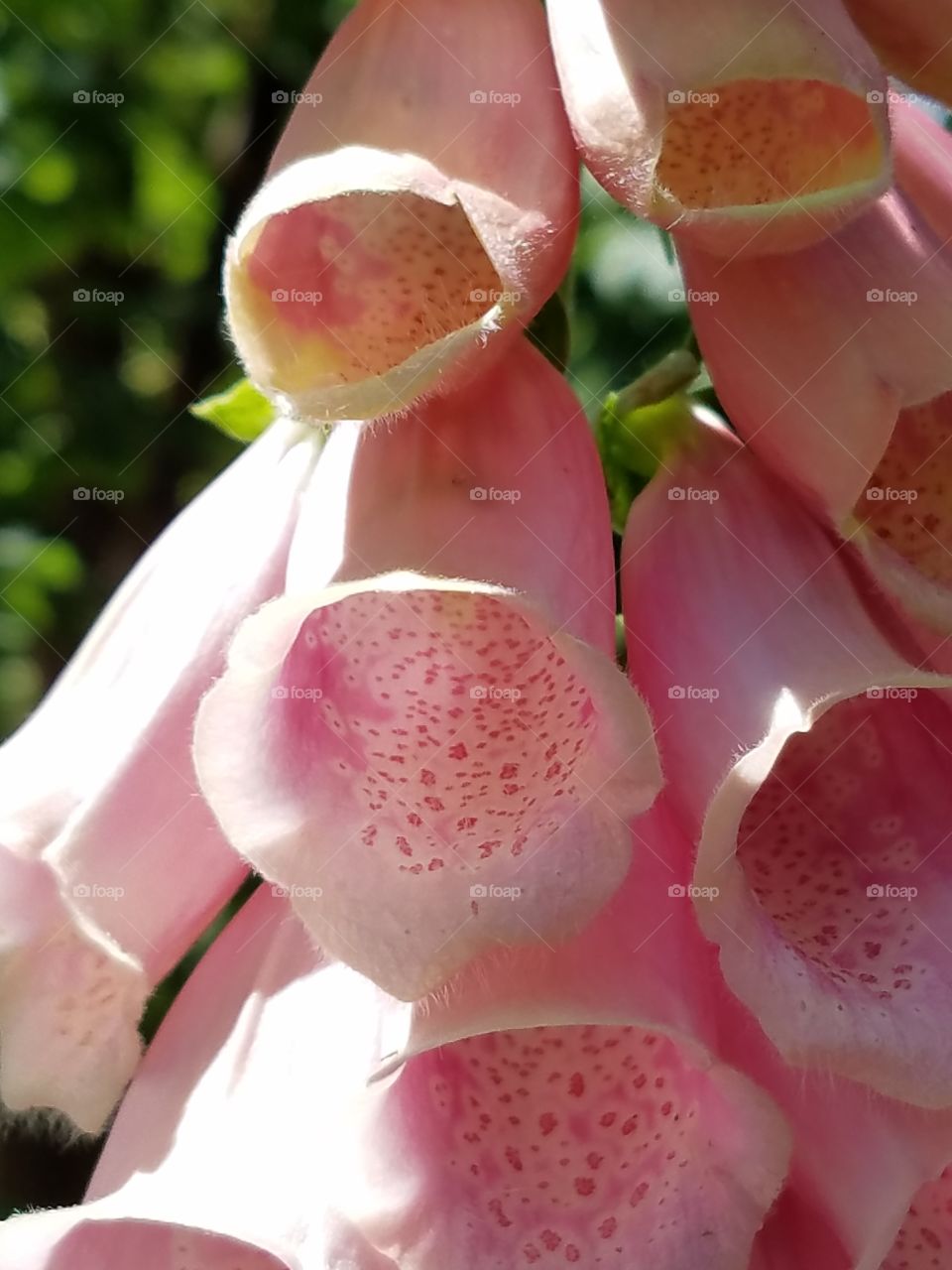 pink foxglove