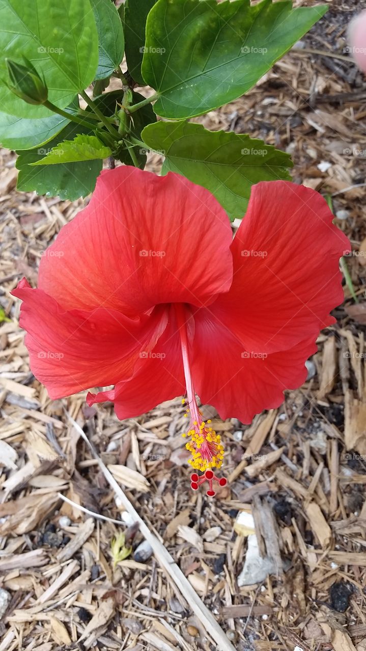 hibiscus . Tampa, Florids
