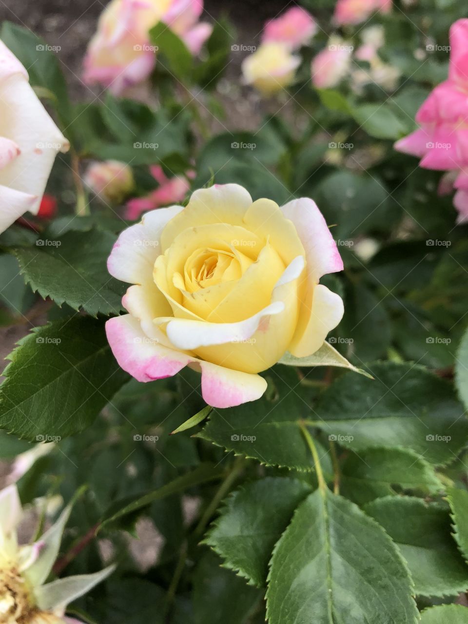 A stunning pink and yellow shaded rose. Picture taken at the rose garden at Colonial Park in Somerset, NJ. 