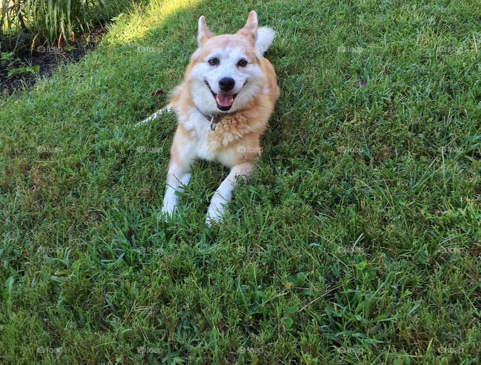 Beautiful mixed breed dog