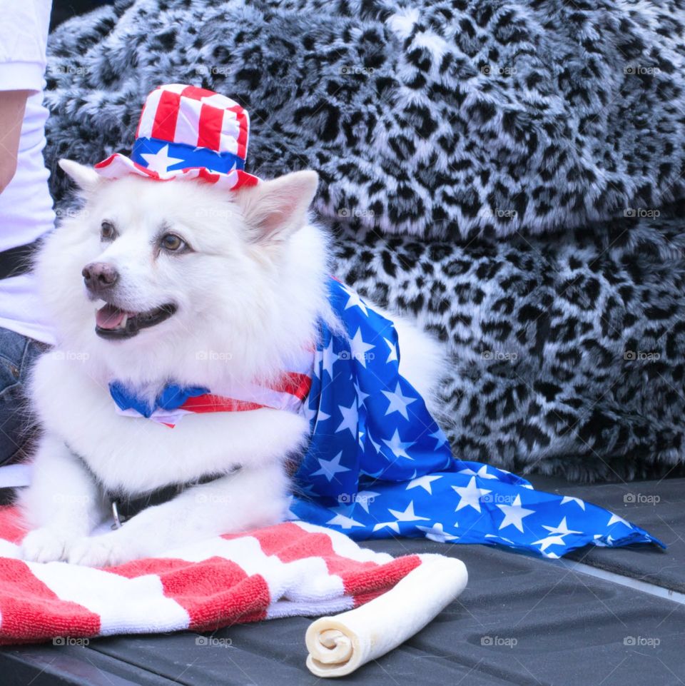 patriotic puppy