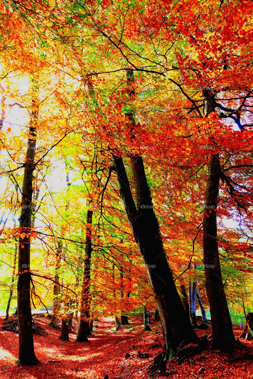 Farbiger Wald
