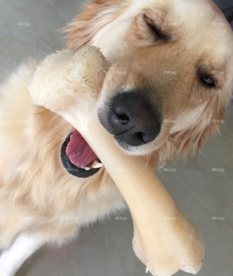 golden retriever, bone in mouth, winking at camera...she knows something you don't. 