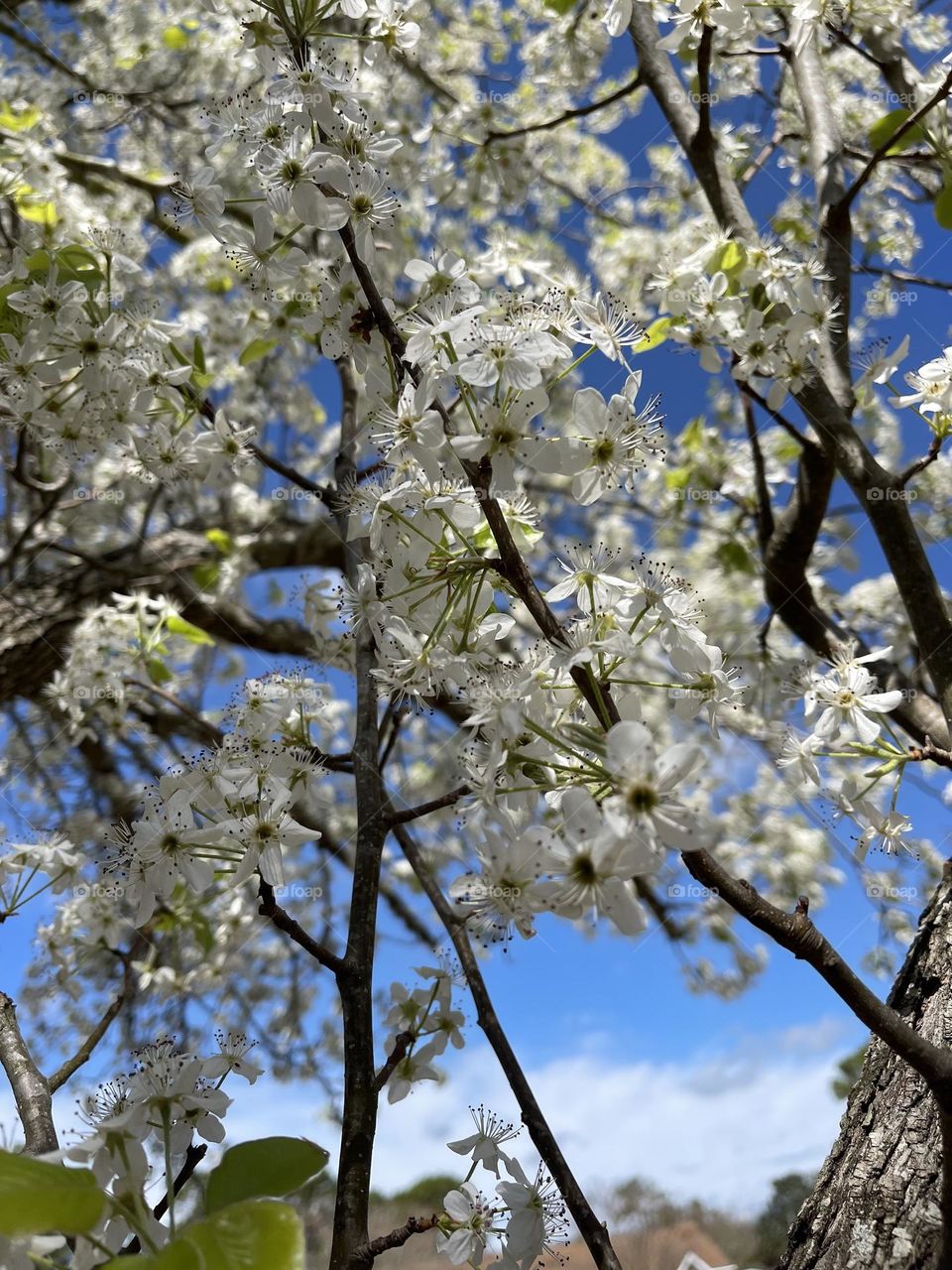 Beautiful Tree in Bloom white flowers with Gorgeous Blue Sky behind it. spring 2022