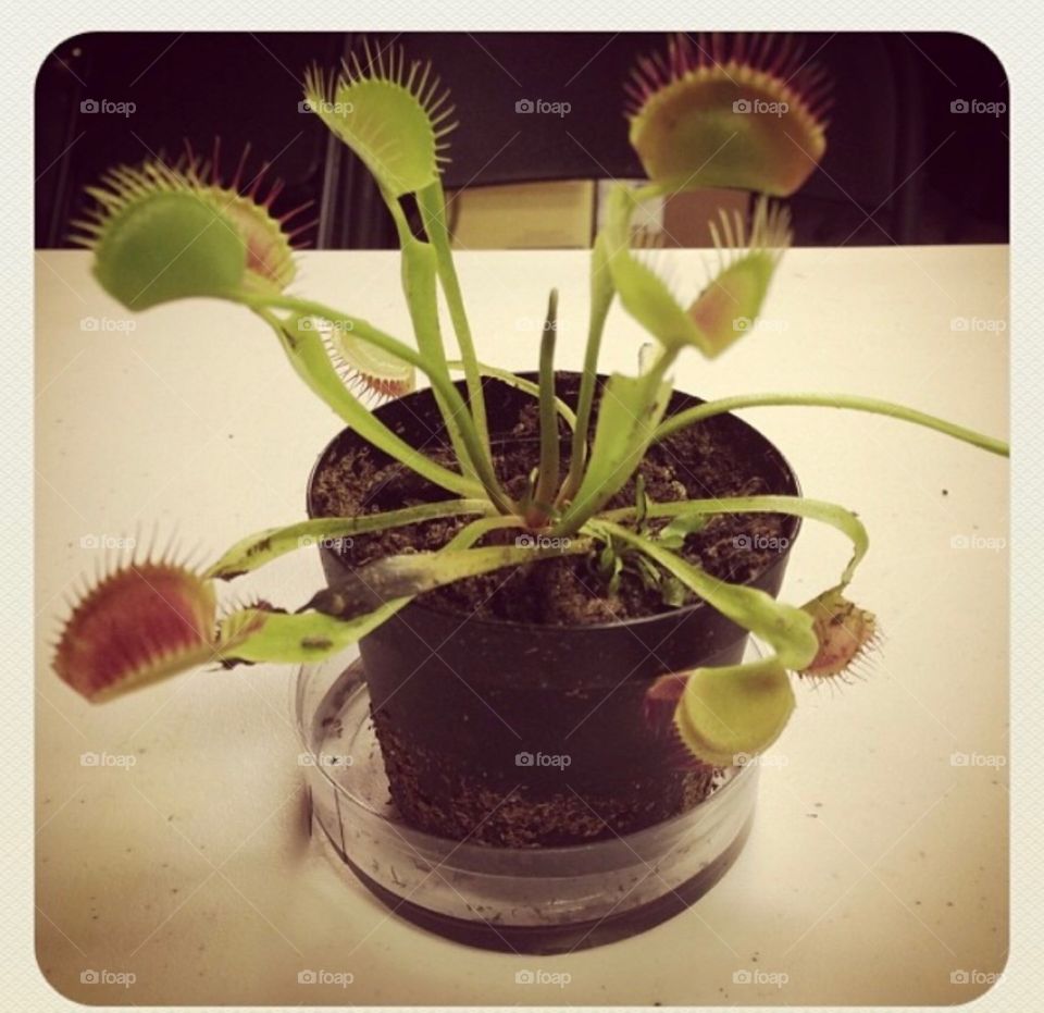 Venus flytrap 
