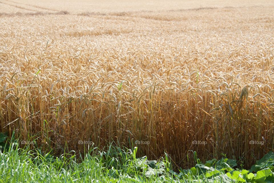 Agriculture field in summer