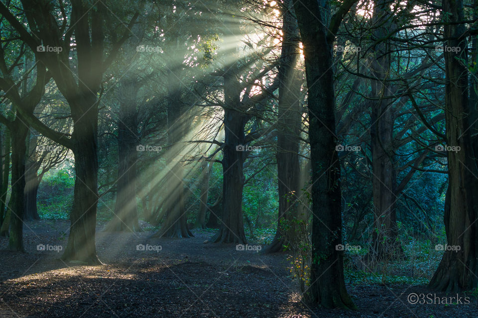 mysterious forest