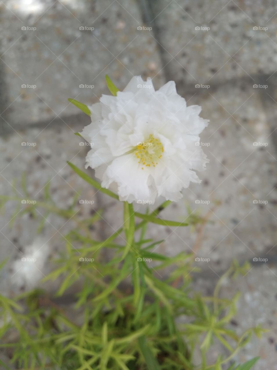 white flower seasonal fresh shurb looks very beautiful and found everywhere small size