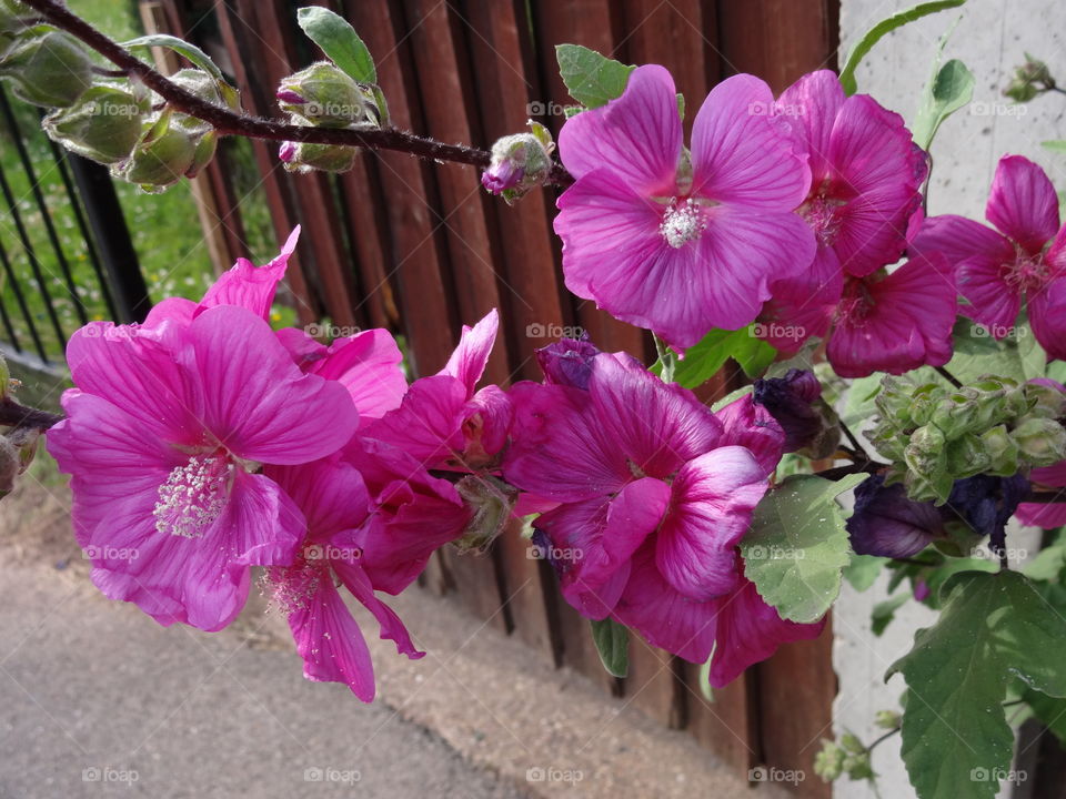 pink flowers