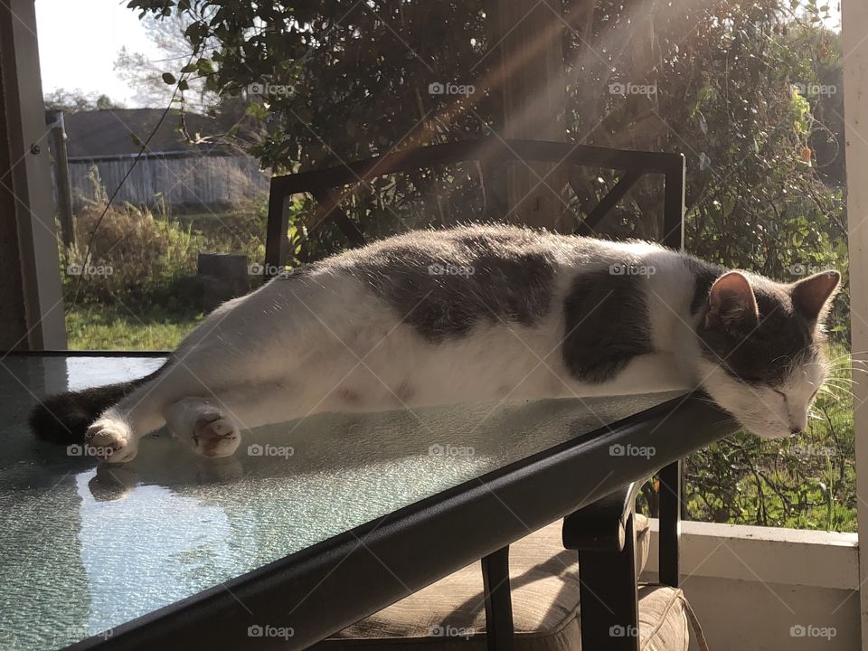 Cat sunbathing to a nap