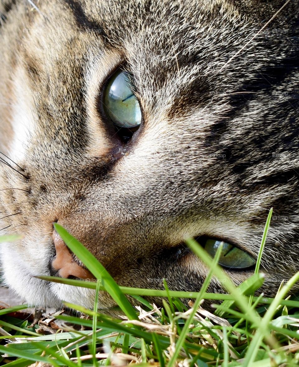 Tiger lying in the grass resting closeup 