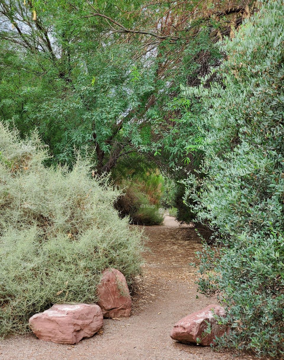 Narrow Shaded Trail in Summer
