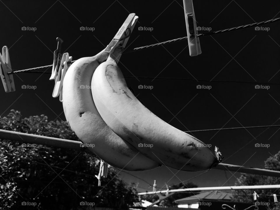 Bananas suspended from clothesline black background noir black and white still life