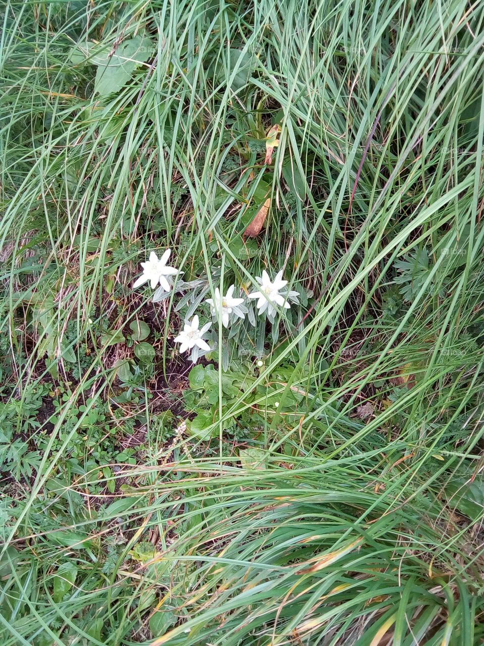 Edelweiss (floare de colt/ flowers)