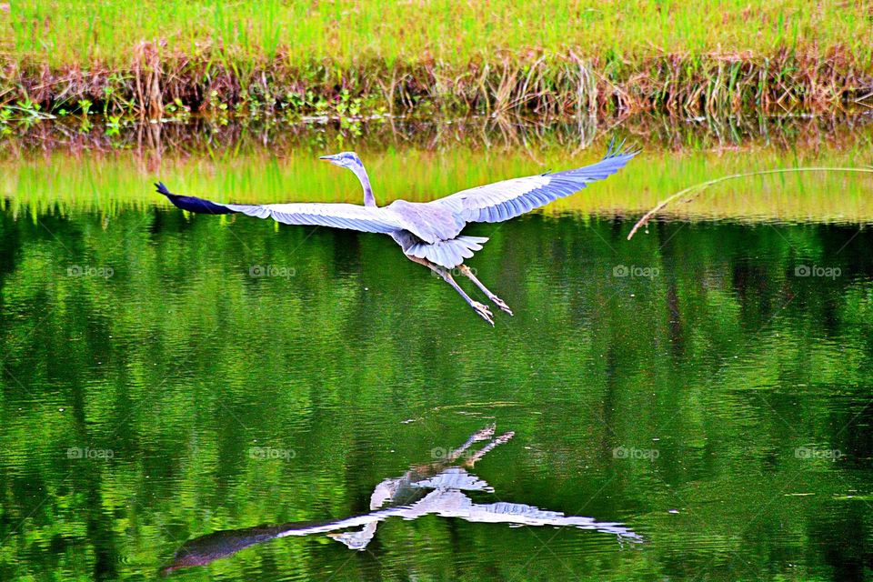 Great Blue in flight 