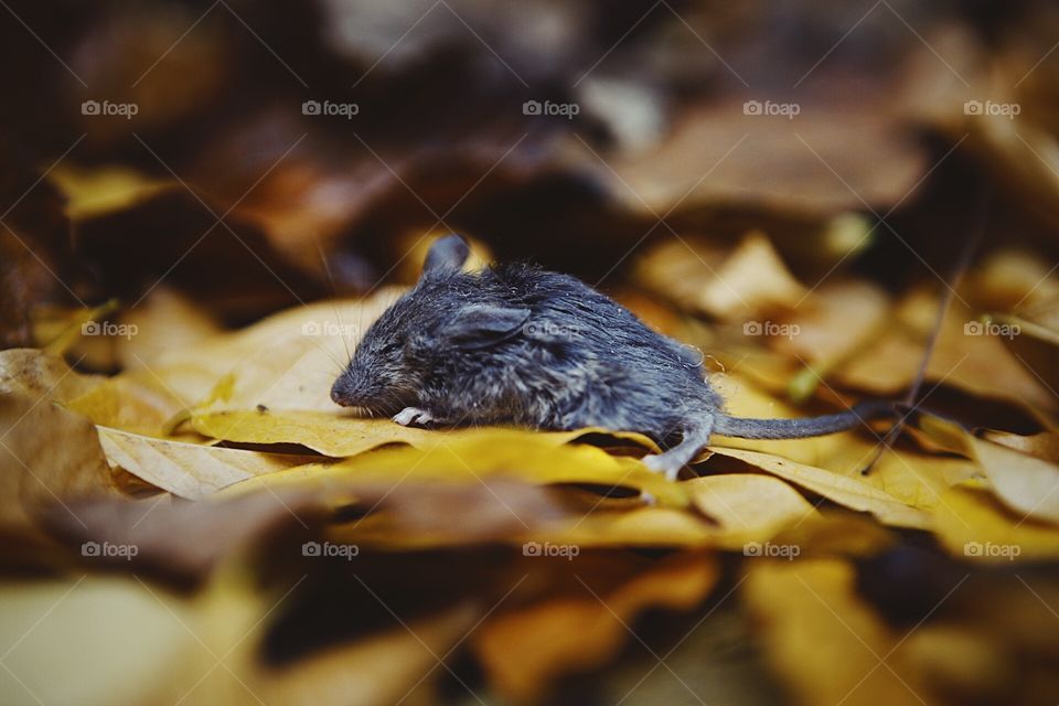 A small grey dead mouse on beautifully coloured yellow fall leaves.